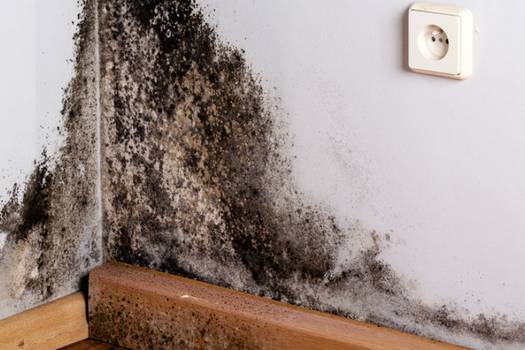 Surefire Tips in Preventing Molds and Mildew
