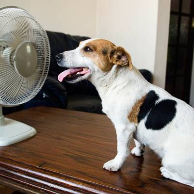 Ways-to-Cool-Your-Home-Without-an-Air-Conditioner-This-Summer-2