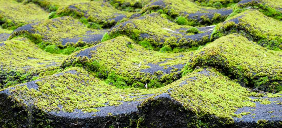 Asphalt-shingle-roofing-algae-resistance